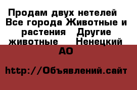 Продам двух нетелей - Все города Животные и растения » Другие животные   . Ненецкий АО